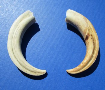 Two Small Warthog Tusks for Carving Ivory, 5-3/4 and 5-7/8 inches, 2.6 ounces - Buy these 2 for $10 each