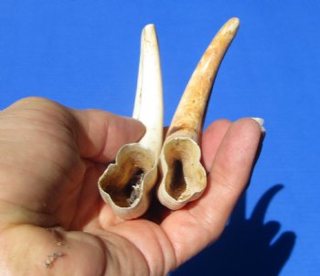 Two Small Warthog Tusks for Carving Ivory, 5-3/4 and 5-7/8 inches, 2.6 ounces - Buy these 2 for $10 each