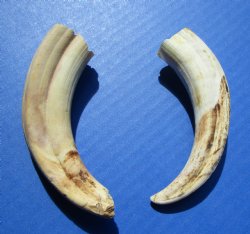 Two Small Warthog Tusks for Carving Ivory, 4-3/4 and 5-1/2 inches, 2.6 ounces - Buy these 2 for $10 each