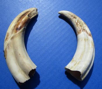 Two Small Warthog Tusks for Carving Ivory, 4-3/4 and 5-1/2 inches, 2.6 ounces - Buy these 2 for $10 each