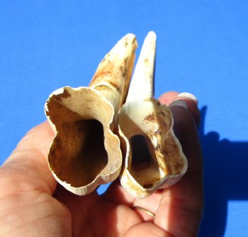 Two Small Warthog Tusks for Carving Ivory, 4-3/4 and 5-1/2 inches, 2.6 ounces - Buy these 2 for $10 each