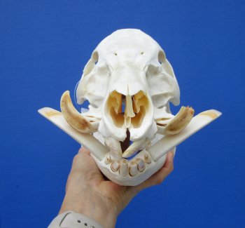 11-1/2 inches Real Georgia Wild Boar Skull with Large 4-1/2 inches Tusks - Buy this one for $69.99