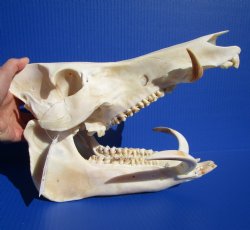 12 inches Large Georgia Wild Boar, Hog Skull with Large 5-3/4 inches Lower Tusks <font color=red> Good Quality</font> - Buy this one for $79.99