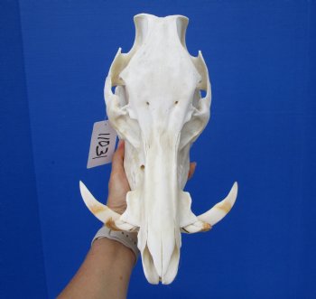 11-1/2 inches Real Georgia Wild Boar Skull with Large 4-1/2 inches Tusks - Buy this one for $69.99