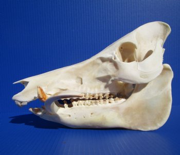 12 inches Large Georgia Wild Boar, Hog Skull with Large 5-3/4 inches Lower Tusks <font color=red> Good Quality</font> - Buy this one for $79.99