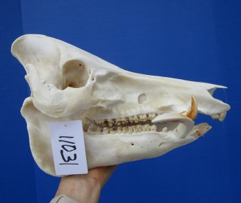 11-1/2 inches Real Georgia Wild Boar Skull with Large 4-1/2 inches Tusks - Buy this one for $69.99