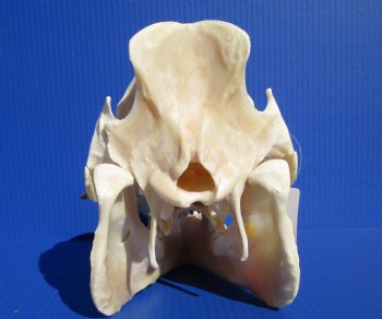 12 inches Large Georgia Wild Boar, Hog Skull with Large 5-3/4 inches Lower Tusks <font color=red> Good Quality</font> - Buy this one for $79.99