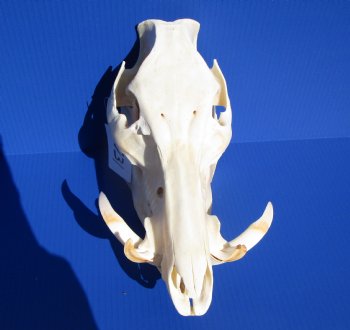 12 inches Large Georgia Wild Boar, Hog Skull with Large 5-3/4 inches Lower Tusks <font color=red> Good Quality</font> - Buy this one for $79.99