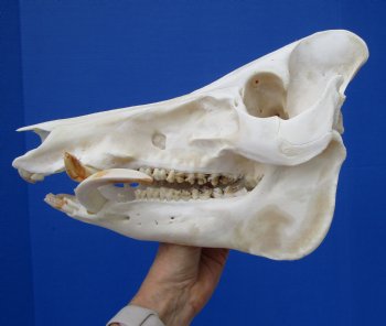 11-1/2 inches Real Georgia Wild Boar Skull with Large 4-1/2 inches Tusks - Buy this one for $69.99