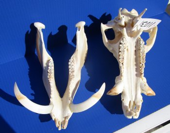 12 inches Large Georgia Wild Boar, Hog Skull with Large 5-3/4 inches Lower Tusks <font color=red> Good Quality</font> - Buy this one for $79.99