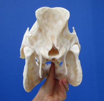 11-1/2 inches Real Georgia Wild Boar Skull with Large 4-1/2 inches Tusks - Buy this one for $69.99