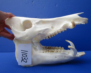 11-1/2 inches Real Georgia Wild Boar Skull for Sale for $49.99