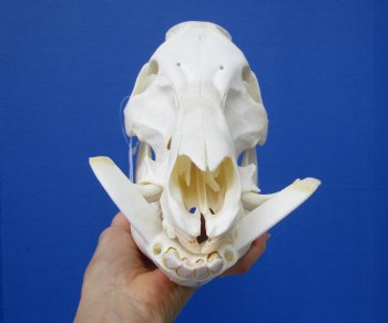 11-1/2 inches Real Georgia Wild Boar Skull for Sale for $49.99