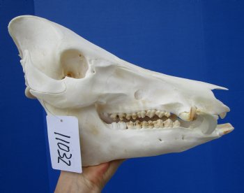 11-1/2 inches Real Georgia Wild Boar Skull for Sale for $49.99