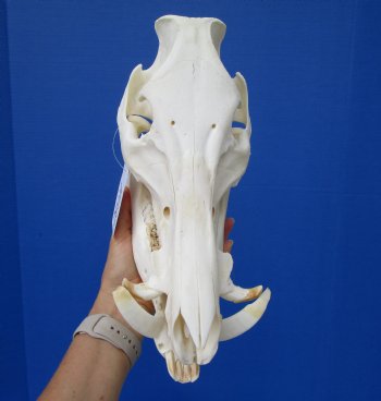 11-1/2 inches Real Georgia Wild Boar Skull for Sale for $49.99