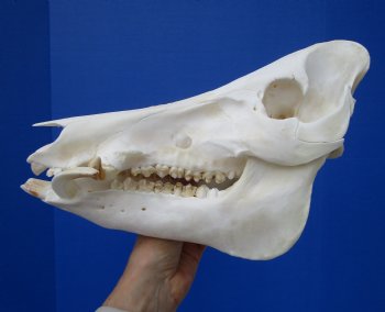 11-1/2 inches Real Georgia Wild Boar Skull for Sale for $49.99