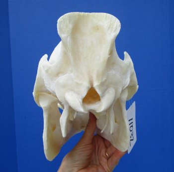 11-1/2 inches Real Georgia Wild Boar Skull for Sale for $49.99