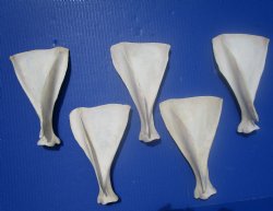  Five Authentic Whitetail Deer Shoulder Blade Bones for Sale, 7-3/4 to 8 inches - Buy these for $4 each