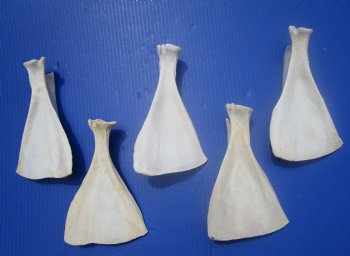  Five Authentic Whitetail Deer Shoulder Blade Bones for Sale, 7-3/4 to 8 inches - Buy these for $4 each