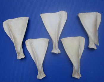  Five Authentic Whitetail Deer Shoulder Blade Bones for Sale, 7-1/4 to 8 inches - Buy these for $4 each