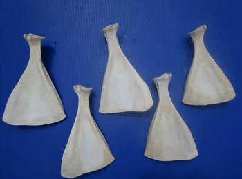  Five Authentic Whitetail Deer Shoulder Blade Bones for Sale, 7-1/4 to 8 inches - Buy these for $4 each