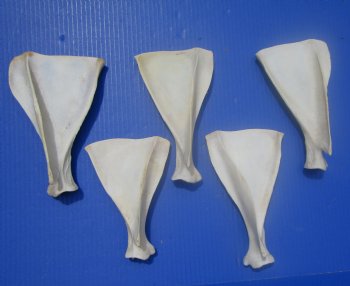  Five Whitetail Deer Shoulder Blade Bones for Sale, 6-1/2 to 8 inches - Buy these for $4 each