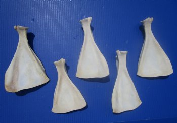  Five Whitetail Deer Shoulder Blade Bones for Sale, 6-1/2 to 8 inches - Buy these for $4 each