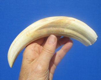 9-1/4 inches African Warthog Ivory Tusk, 6.2 ounces, <font color=red> 6-1/2 inches Solid</font> - Buy now for $44.99