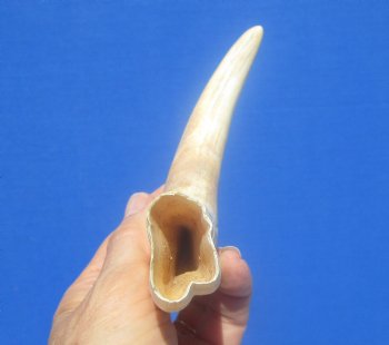 9-1/4 inches African Warthog Ivory Tusk, 6.2 ounces, <font color=red> 6-1/2 inches Solid</font> - Buy now for $44.99