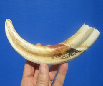 9-1/2 inches African Warthog Ivory Tusk, 5.9 ounces, <font color=red> 6-1/4 inches Solid</font> - Buy now for $44.99