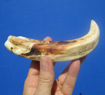 9-1/2 inches African Warthog Ivory Tusk, 5.9 ounces, <font color=red> 6-1/4 inches Solid</font> - Buy now for $44.99