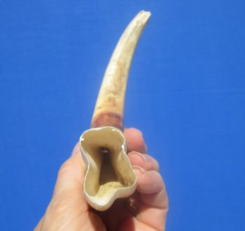 9-1/2 inches African Warthog Ivory Tusk, 5.9 ounces, <font color=red> 6-1/4 inches Solid</font> - Buy now for $44.99