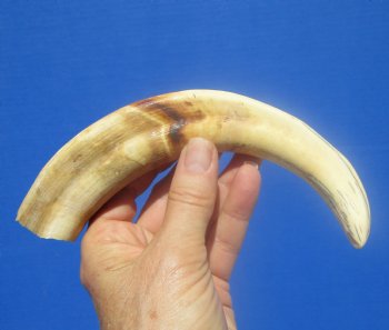 9-1/2 inches African Warthog Ivory Tusk, 5.2 ounces, <font color=red> 6-1/2 inches Solid</font> - Buy now for $44.99