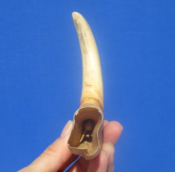 9-1/2 inches African Warthog Ivory Tusk, 5.2 ounces, <font color=red> 6-1/2 inches Solid</font> - Buy now for $44.99