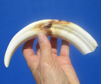 9-1/4 inches African Warthog Ivory Tusk, 4.3 ounces, <font color=red> 5-1/2 inches Solid</font> - Buy now for $44.99