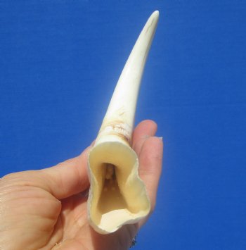 9-1/4 inches African Warthog Ivory Tusk, 4.3 ounces, <font color=red> 5-1/2 inches Solid</font> - Buy now for $44.99