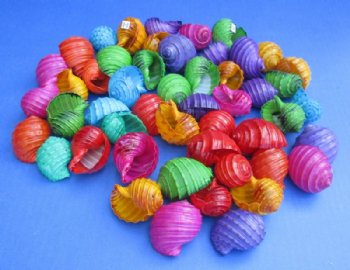 Dyed Spotted Tun Shells, Tonna Tesselatta <font color=red> Wholesale</font> 1-1/2 to 2-1/2 inches  -  350 @ .26 each