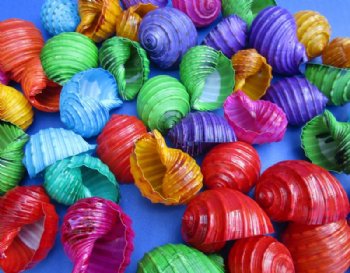 1-1/2 to 2-1/2 inches Dyed Spotted Tun Shells, Tonna Tesselatta in Assorted Colors in Bulk - 50 @ .42 each