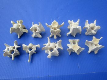 10 Wild Hog Neck Vertebrae Bones in Bulk 2-1/2 to 3-1/2 inches for $2.25 each