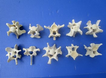 10 Wild Hog Neck Vertebrae Bones in Bulk 2-1/2 to 3-1/2 inches for $2.25 each