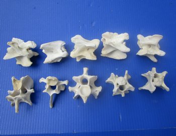 10 Wild Hog Neck Vertebrae Bones in Bulk 2-1/2 to 3-1/2 inches for $2.25 each