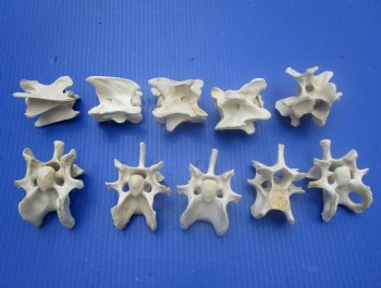 10 Wild Hog Neck Vertebrae Bones in Bulk 2-1/2 to 3-3/4 inches  for $2.25 each