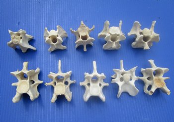 10 Wild Hog Neck Vertebrae Bones in Bulk 2-1/2 to 3-3/4 inches  for $2.25 each