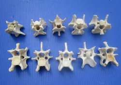 10 Wild Hog Neck Vertebrae Bones in Bulk 2-1/2 to 3-3/4 inches  for $2.25 each