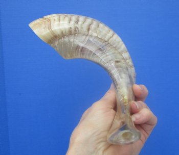 16-1/2 inches Polished Rams Horn Shofar, Sheep Horn Shofar, Viking War Horn - Buy this one for $34.99