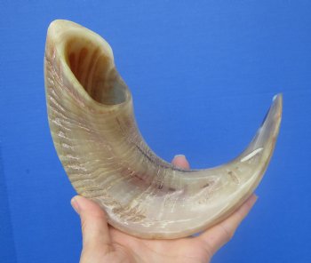 16-1/2 inches Polished Rams Horn Shofar, Sheep Horn Shofar, Viking War Horn - Buy this one for $34.99