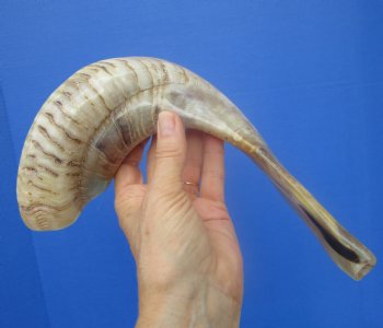 16-1/2 inches Polished Rams Horn Shofar, Sheep Horn Shofar, Viking War Horn - Buy this one for $34.99