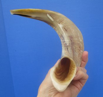 16-1/2 inches Polished Rams Horn Shofar, Sheep Horn Shofar, Viking War Horn - Buy this one for $34.99