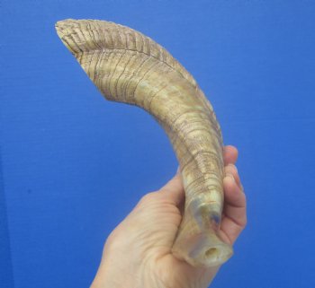 16-1/2 inches Polished Rams Horn Shofar, Sheep Horn Shofar, Viking War Horn - Buy this one for $34.99