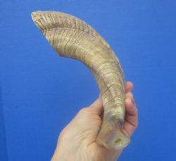 16-1/2 inches Polished Rams Horn Shofar, Sheep Horn Shofar, Viking War Horn - Buy this one for $34.99